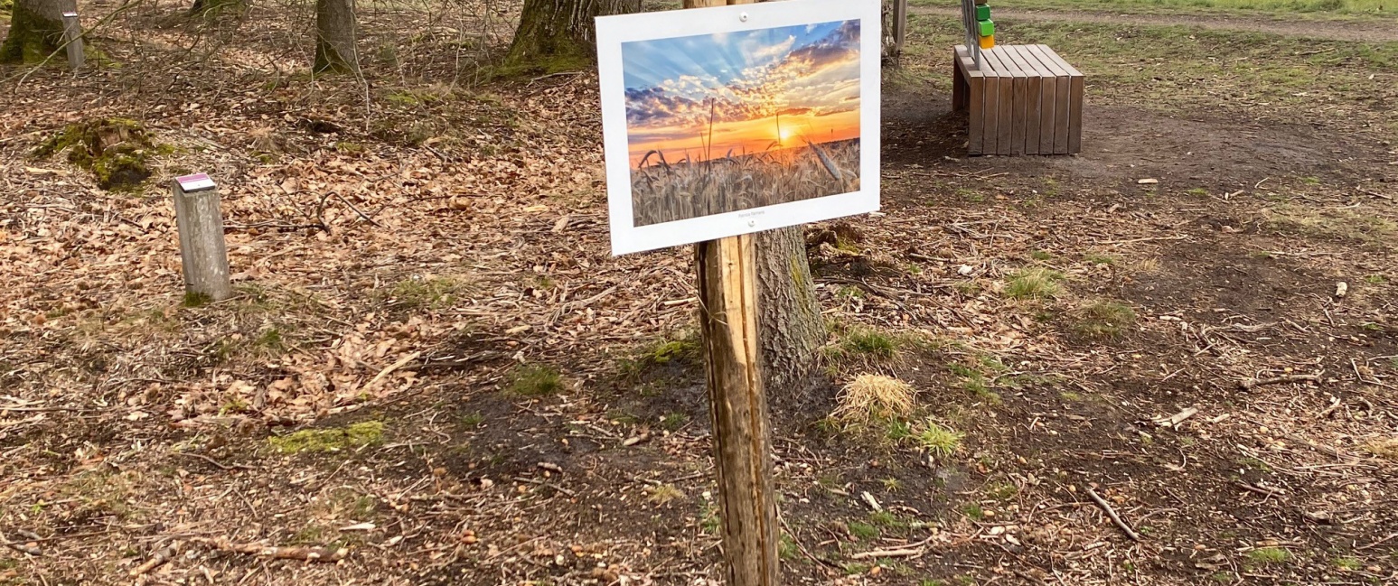 Bosland in Beeld - Resterheide