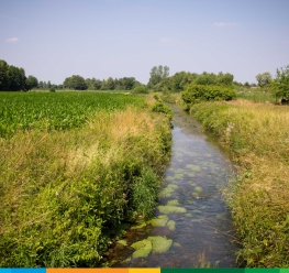 Dommelwandeling in Bosland