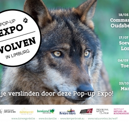 Pop-up Expo Wolven in Limburg - Bosland