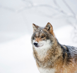 Wolf - Bob Luijks